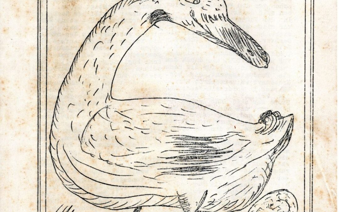 Die Namenlose Schülerzeitung